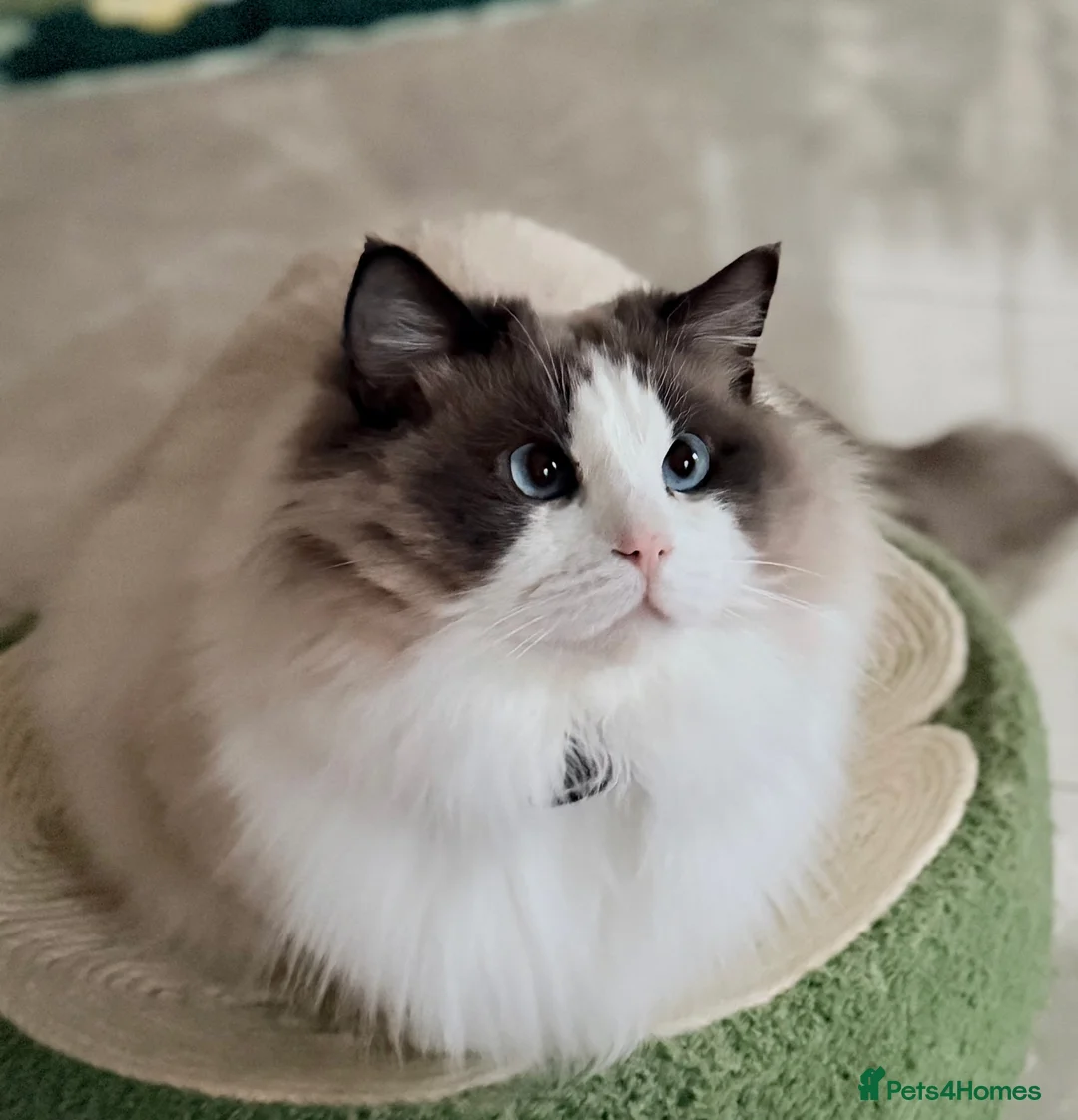 Ragdoll cats for sale: Beautiful show quality mature Ragdoll boy - Advert 1