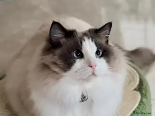 Ragdoll cats Beautiful show quality mature Ragdoll boy - Advert 1