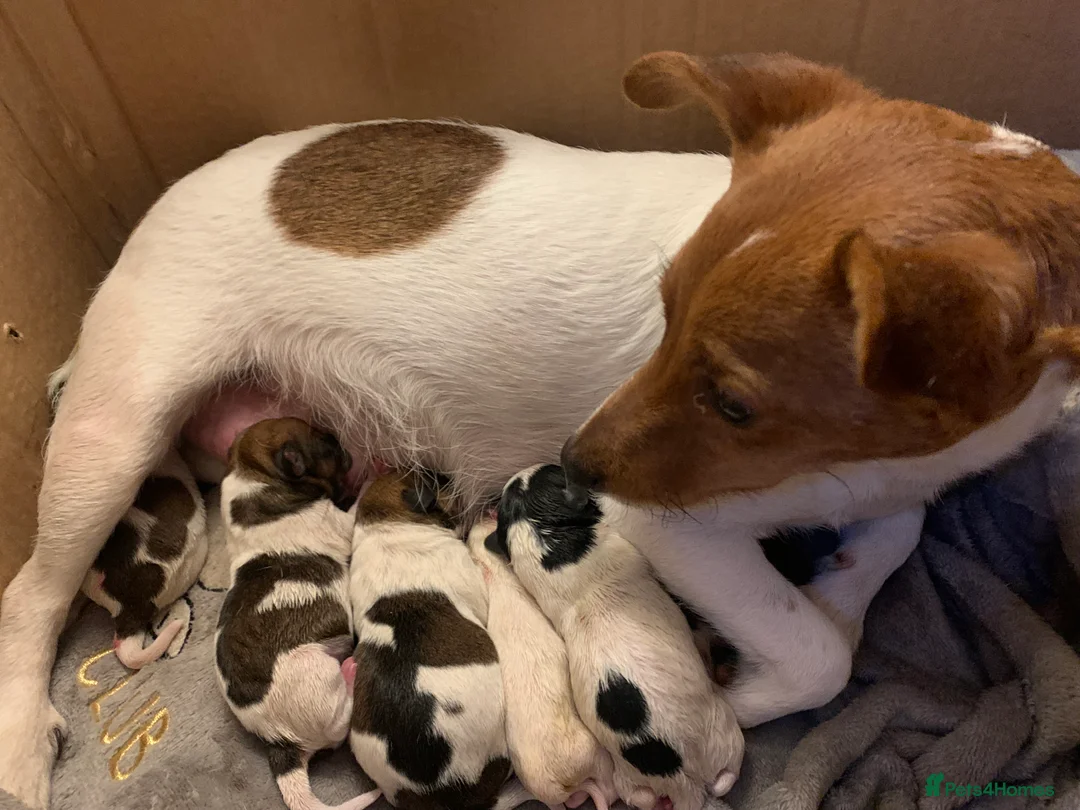 Jack Russell dogs for sale: Beautiful puppies - Advert 2
