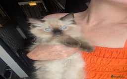 Ragdoll cats for sale: Absolutely gorgeous ragdoll kittens - Image 9