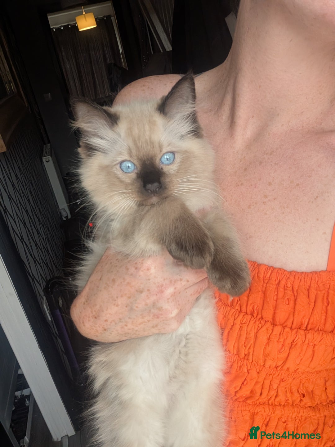 Ragdoll cats for sale: Absolutely gorgeous ragdoll kittens - Image 9