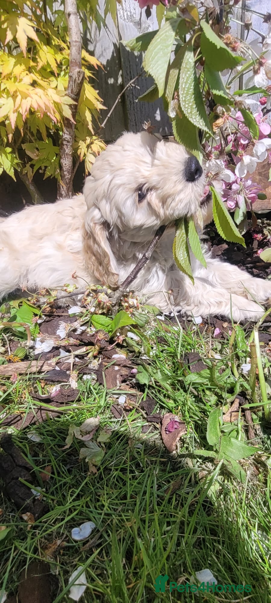 Cockapoo dogs F1 Cockerpoo Puppies  - Advert 2