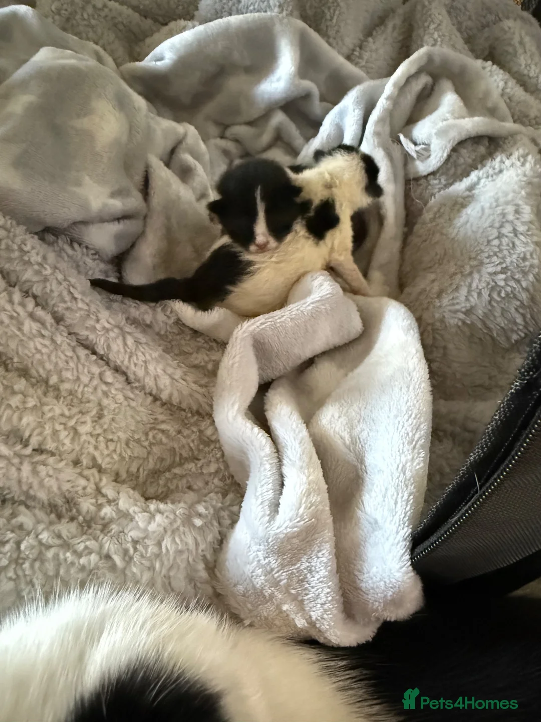 Mixed Breed cats for sale: Beautiful Ragdoll Cross Kittens – Ready Now  - Advert 16