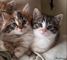 British Shorthair cats - Advert 13