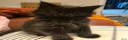 Maine Coon cats for sale: XL FULL Maine coon kitten price reduced - Advert 16