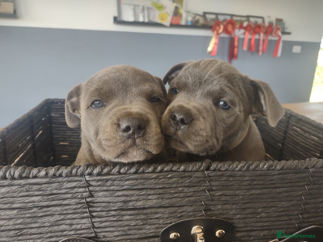 Staffordshire Bull Terrier dogs for sale: Chunky Staffy pups 💕 2 girls left, Ready to leave - Image 32