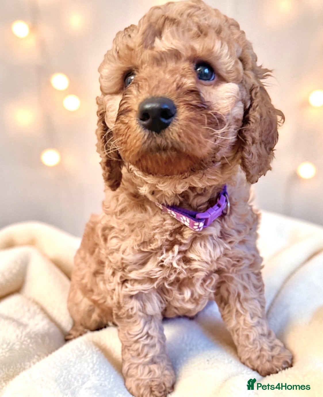 Cockapoo dogs Extensively DNA  Heath checked cockapoo puppies  - Advert 1