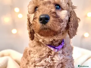 Cockapoo dogs Extensively DNA Heath checked cockapoo puppies - Advert 1