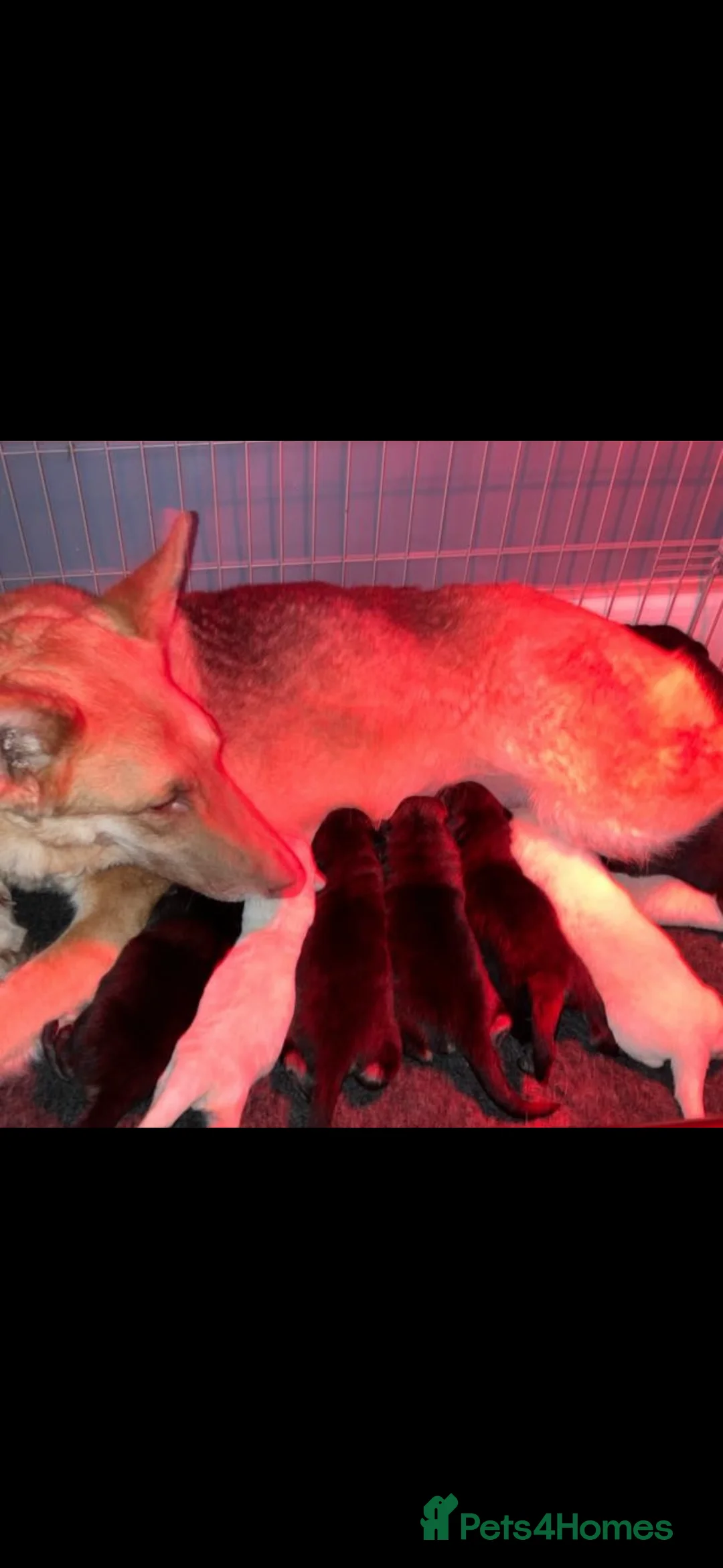 German Shepherd dogs for sale: Shawhead Shepherds  - Advert 1