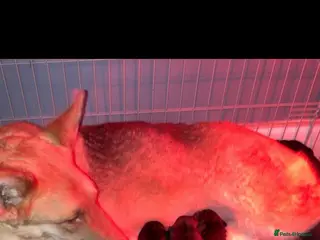 German Shepherd dogs Shawhead Shepherds - Advert 13