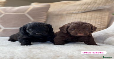 Cockapoo dogs - Advert 11