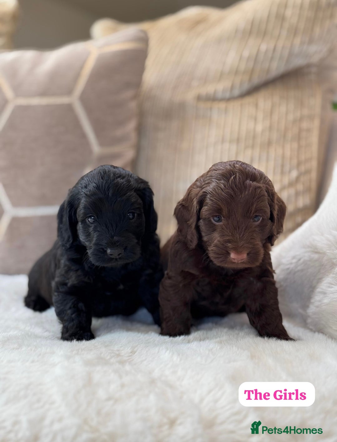 Cockapoo dogs for sale: ** BEAUTIFUL CHOC & EBONY TOY F1 COCKAPOO PUPS ** - Image 2