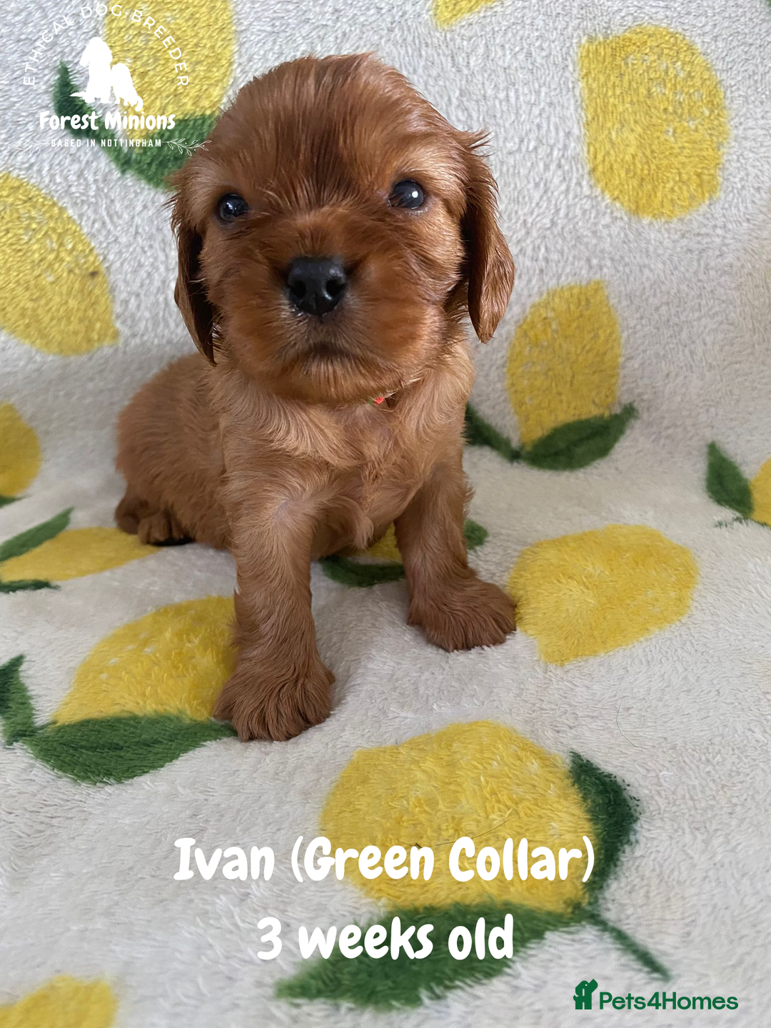 Cavalier King Charles Spaniel dogs for sale: Excessively tested Cavalier King Charles Spaniels - Image 16