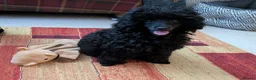 Toy Poodle dogs for sale: Toy poodle girl black 16 weeks old  - Advert 3
