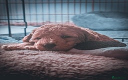 Bordoodle dogs for sale: F1B Bordoodle Puppies - Image 13