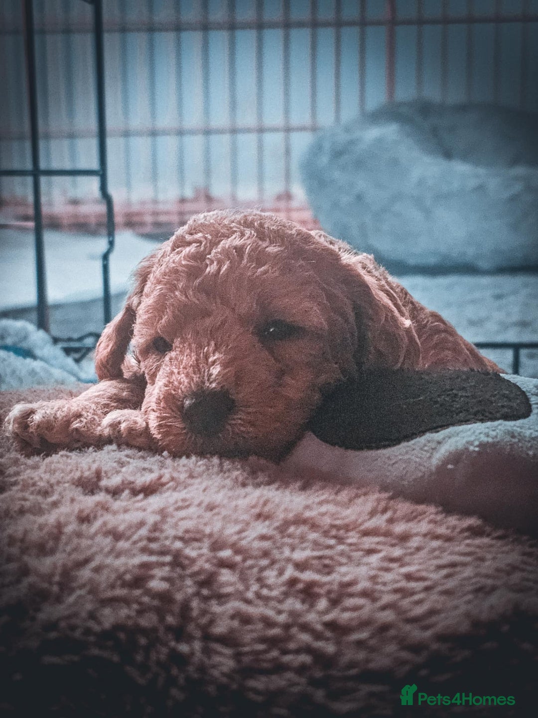 Bordoodle dogs for sale: F1B Bordoodle Puppies - Image 13