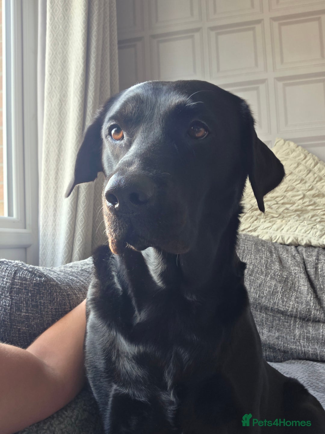 Labrador Retriever dogs for sale: Gorgeous lab indi - Advert 5