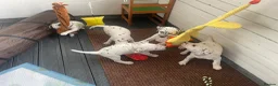 Dalmatian dogs for sale: Dalmatian puppies (5 males and 2 bitches) - Advert 8