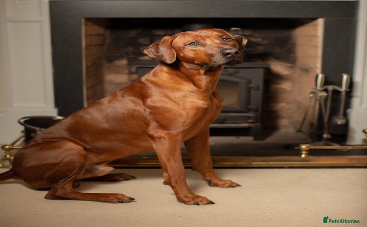 Rhodesian Ridgeback dogs in Leominster - Advert 1