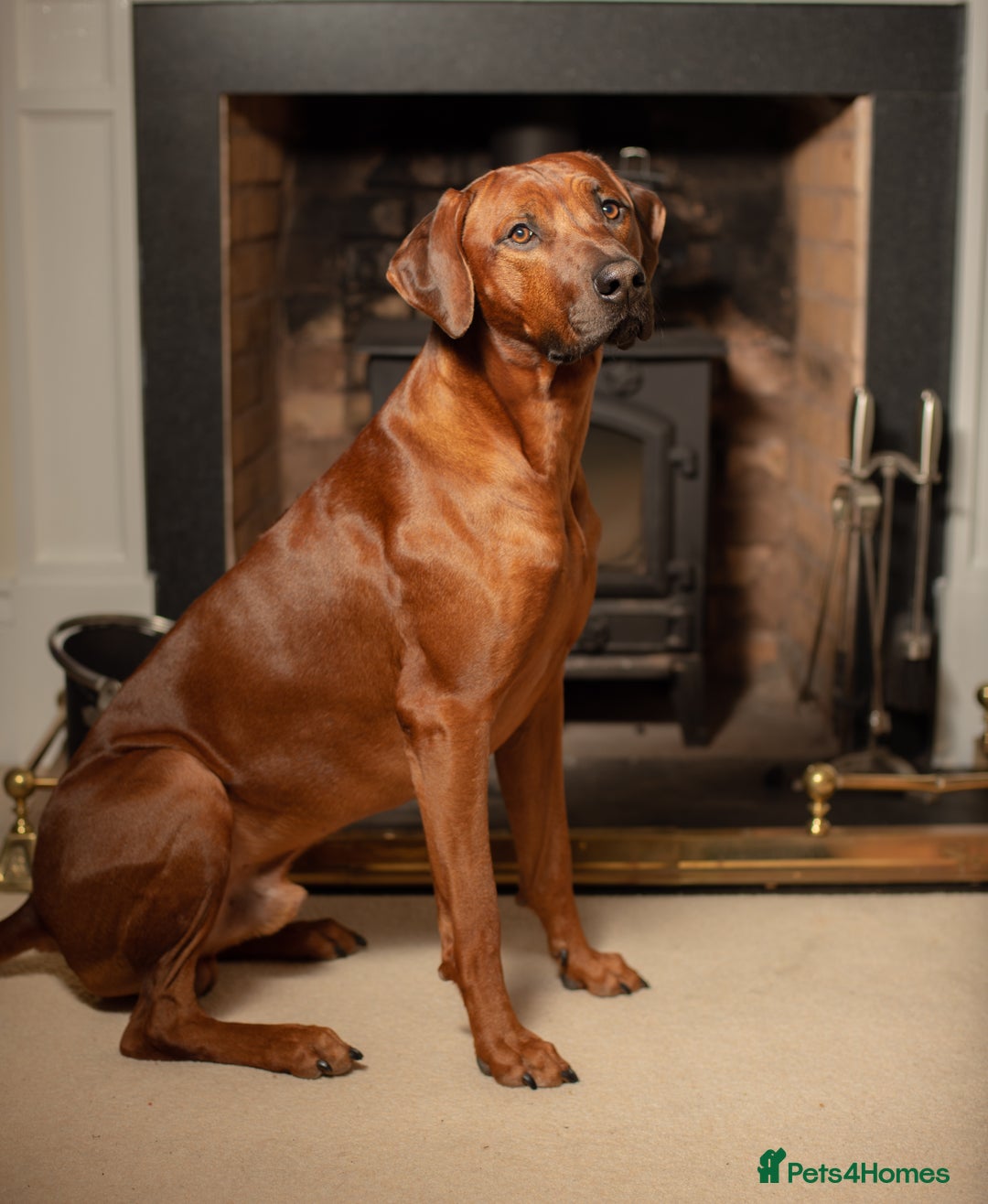 Rhodesian Ridgeback dogs for stud: (Our Duke) in Leominster - Image 1