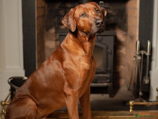 Rhodesian Ridgeback dogs in Leominster - Advert 1