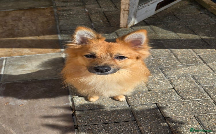 German Spitz dogs - Advert 1