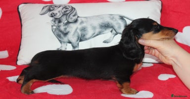 Dachshund dogs - Advert 9