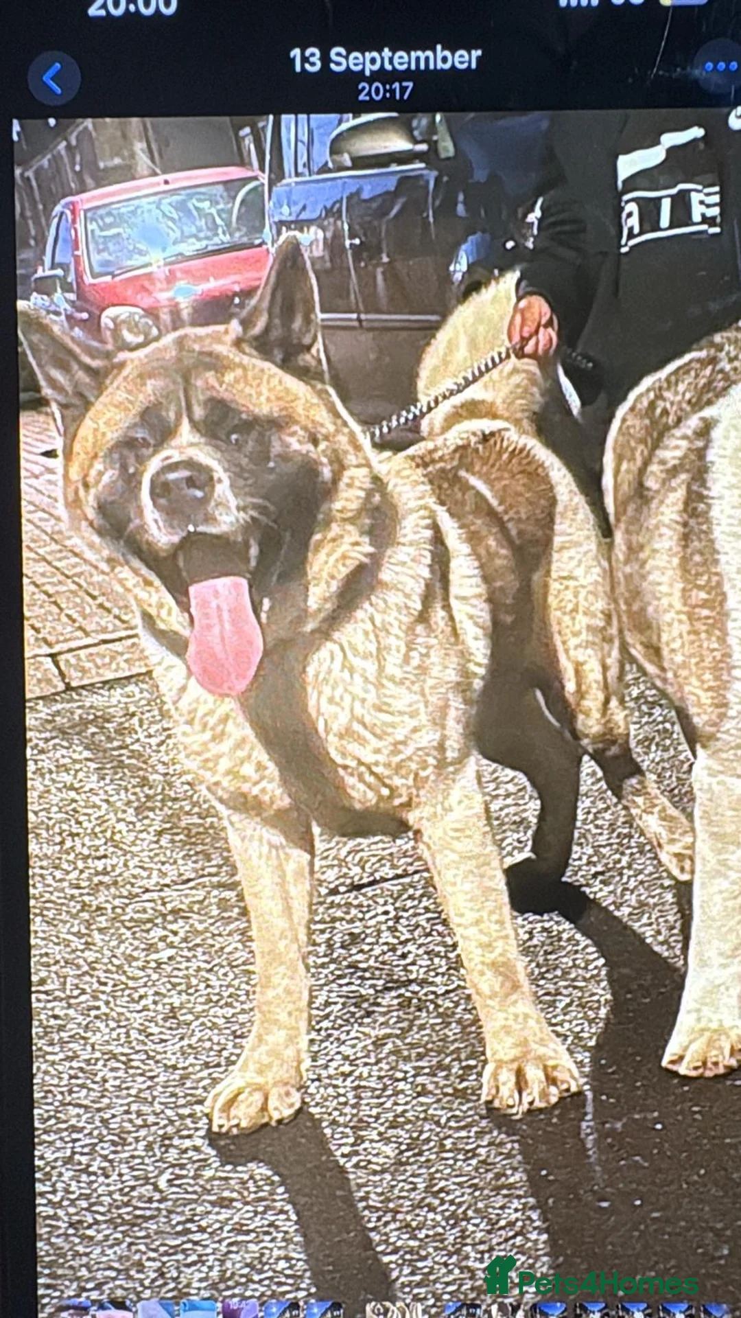 Akita dogs for sale: American Akita puppy  - Advert 2