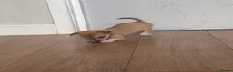 Chihuahua dogs for sale: CHIHUAHUA PUPPIES 3 only available now  - Advert 17