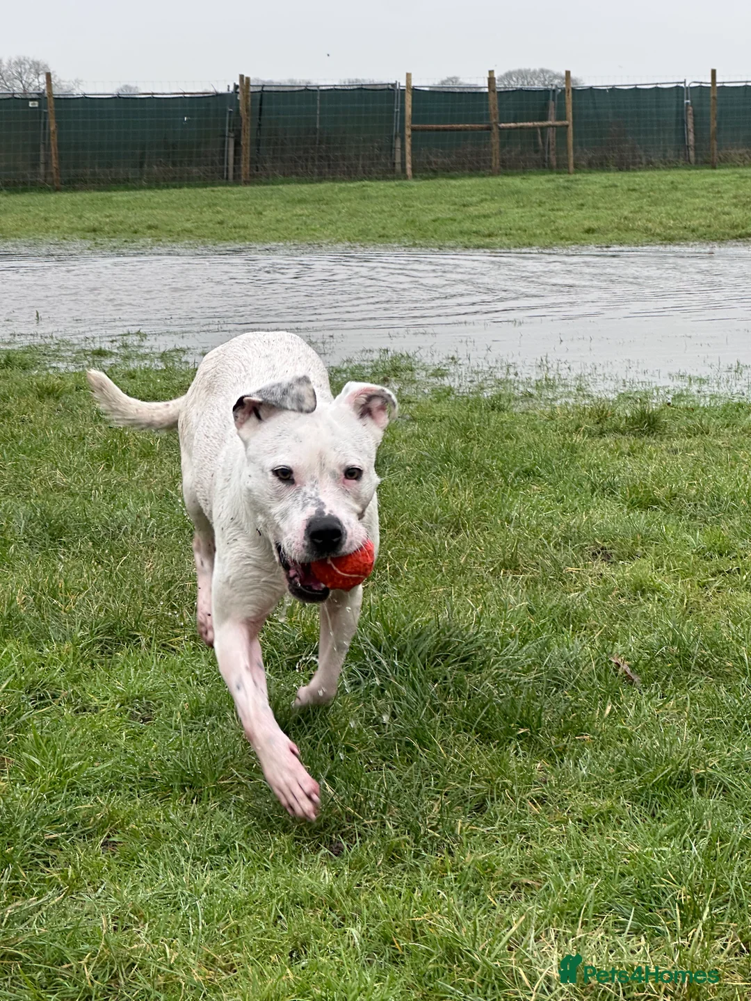 Mixed Breed dogs for sale: Daphne  - Advert 17