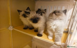 Ragdoll cats for sale: Beautiful Ragdoll Kittens Ready for Sale! - Advert 6