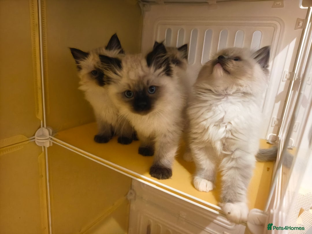 Ragdoll cats for sale: Beautiful Ragdoll Kittens Ready for Sale! - Advert 6