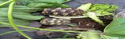 Hermann Tortoise reptiles for sale: 2026 Hermann’s Hatchling Tortoise - Advert 2