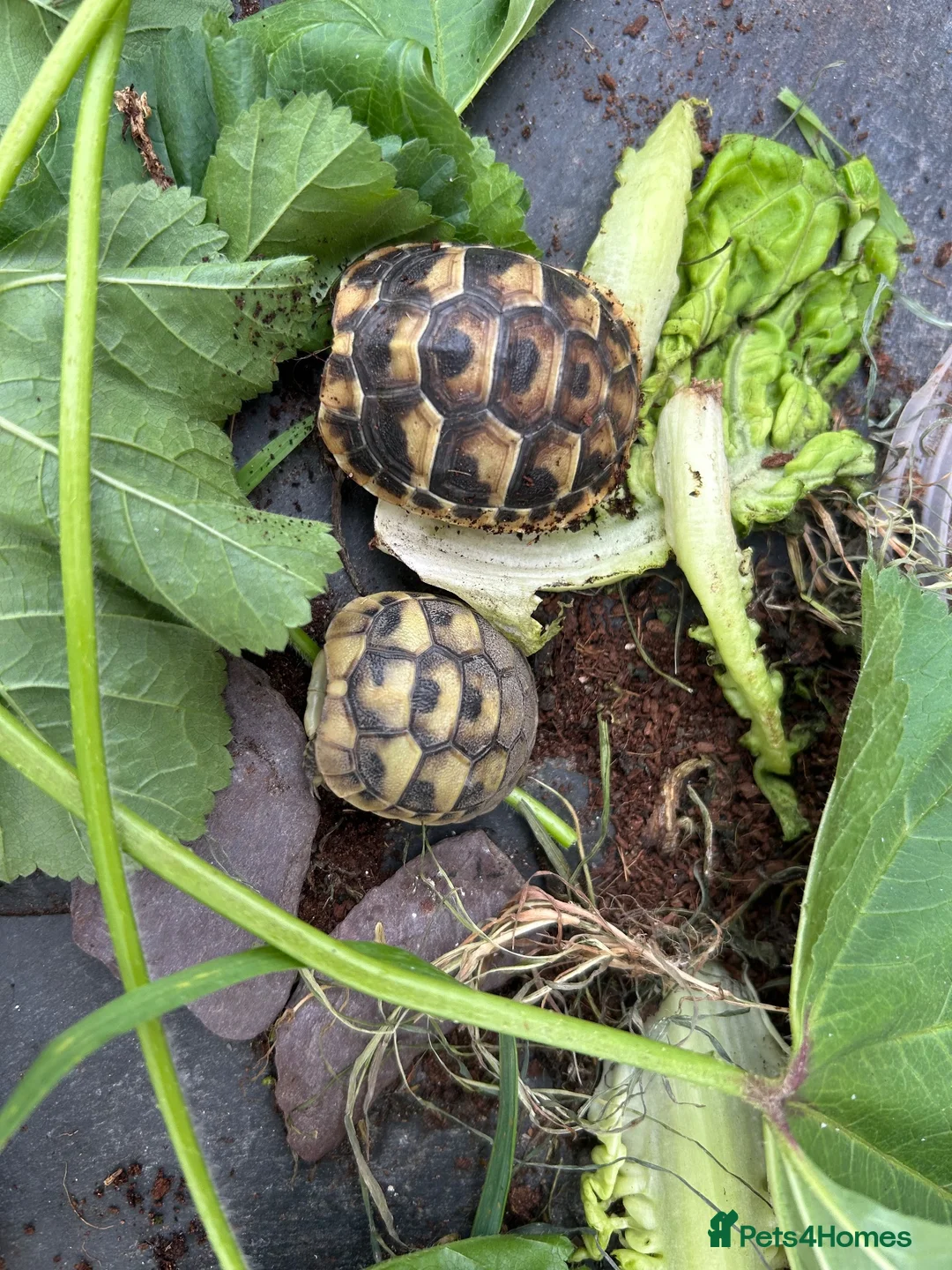 Hermann Tortoise reptiles for sale: 2026 Hermann’s Hatchling Tortoise - Advert 2