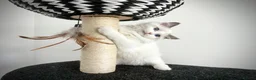 Ragdoll cats for sale: Only one kitten left! Don’t miss out! - Advert 20