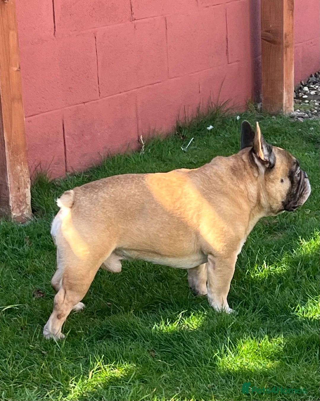 French Bulldog dogs for stud: Henri show winning red fawn stud  - Advert 21