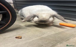 Mini Lop rabbits for sale: 2 mini lop rabbits 1 boy 1 girl  - Image 2