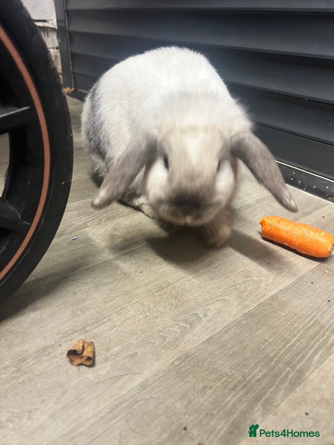 Mini Lop rabbits for sale: 2 mini lop rabbits 1 boy 1 girl  - Image 2