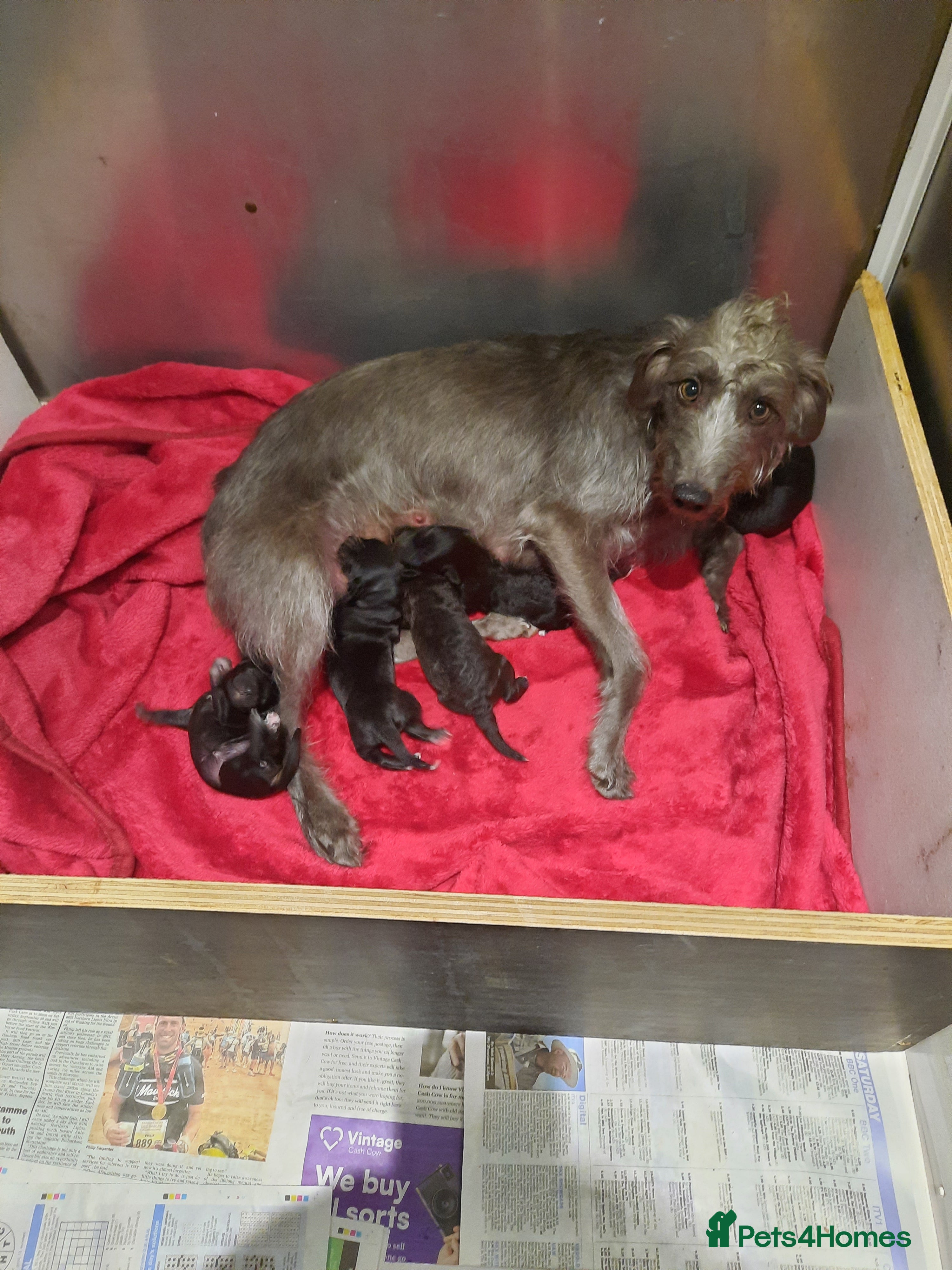 Mixed Breed dogs bedlington x whippet puppies - Advert 2