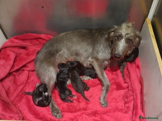 Mixed Breed dogs bedlington x whippet puppies - Advert 1