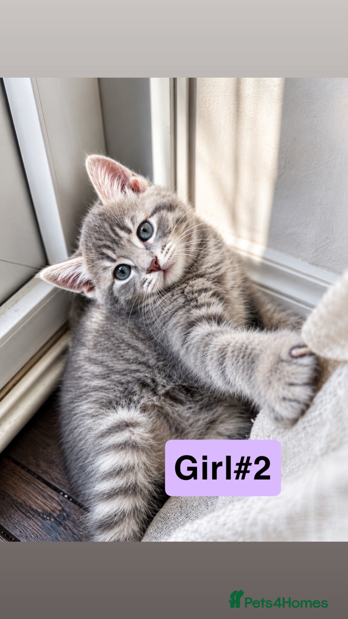 Bengal cats Twin Girl Bengal × Nebelung Kittens Ready Now - Advert 1