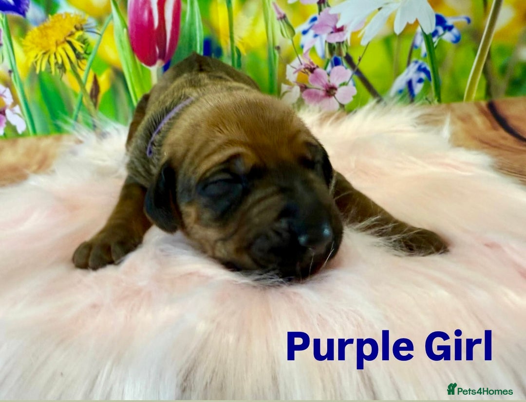 Rhodesian Ridgeback dogs for sale: Outstanding Rhodesian Ridgeback Puppies 🦁 - Image 7