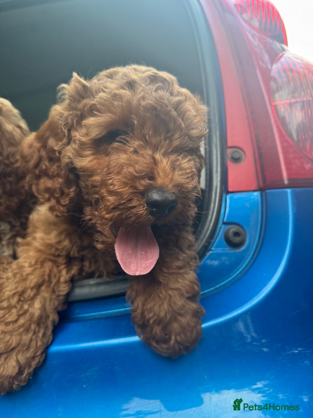 Cockapoo dogs for sale: Cockapoo pups ready now - Image 5