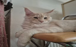 Maine Coon cats for sale: Maine Coone Girl - Image 1