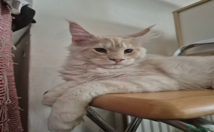 Maine Coon cats - Advert 4