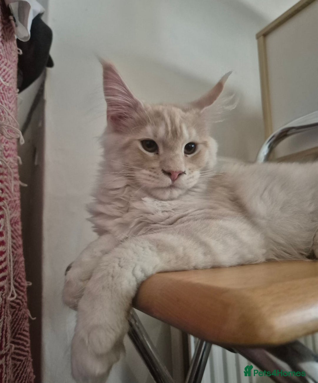 Maine Coon cats for sale: Maine Coone Girl - Image 1