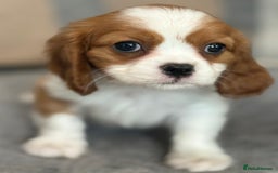 King Charles Spaniel dogs for sale: Beautiful cavalier puppies  - Image 14