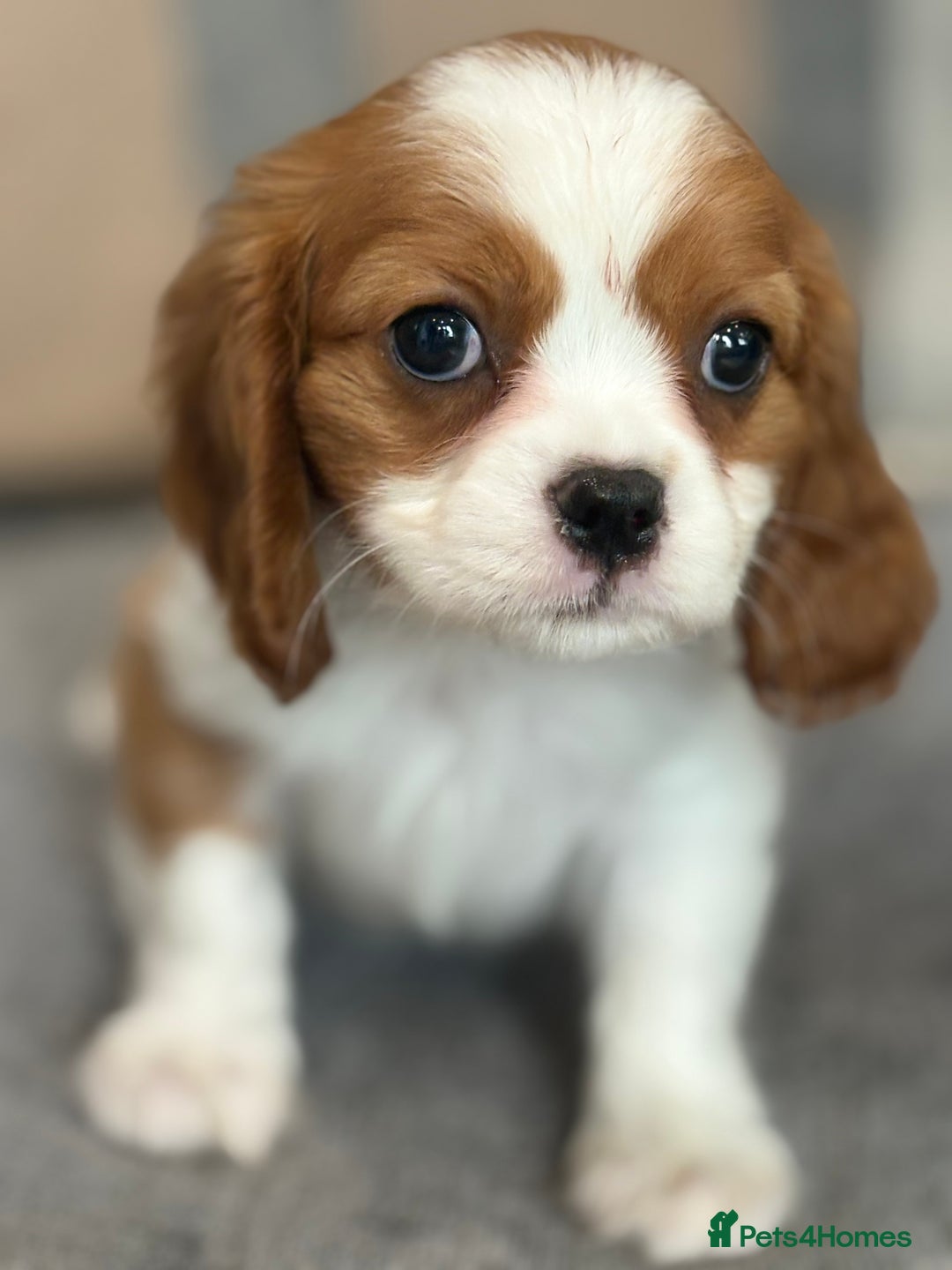 King Charles Spaniel dogs for sale: Beautiful cavalier puppies  - Image 14