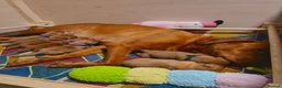 Labrador Retriever dogs for sale: 🐾 Beautiful KC-Registered Fox Red Lab Puppies 🐾 - Advert 10