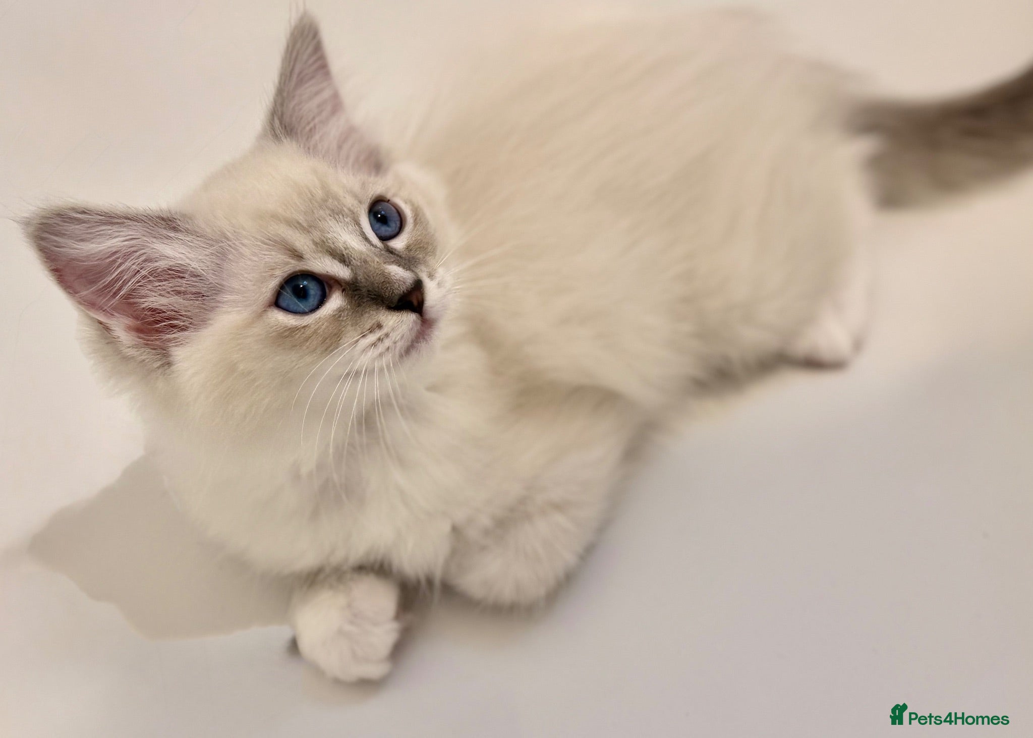 Ragdoll cats Beautiful Ragdoll Kittens 2 girls still available - Advert 1